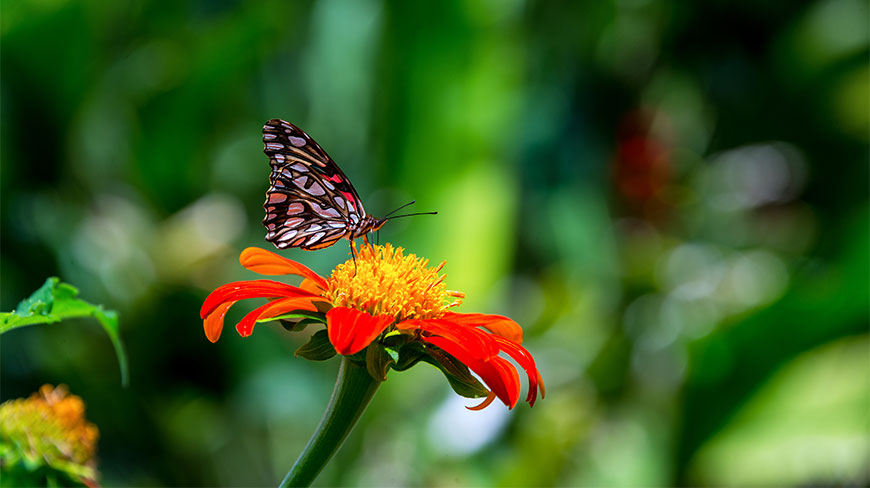 A butterfly perches on a vibrant orange flower with a yellow center, set against a blurred green background.