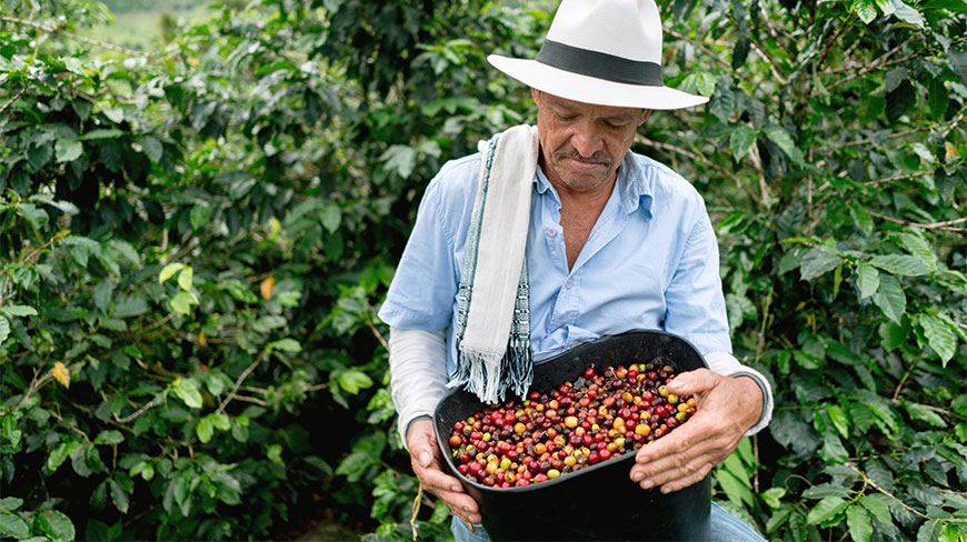 A man in a white hat holds a bucket of harvested coffee beans while collecting coffee beans in a lush green plantation.