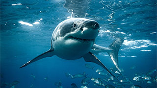 A large great white shark swims through clear blue water just below the surface.