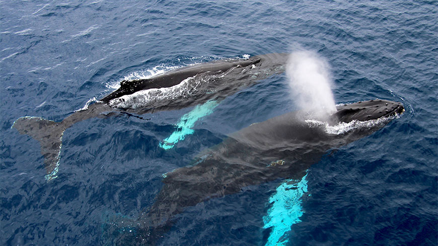 Two humpback whales swim at the surface of the Drake Passage, with one whale exhaling a mist of water from its blowhole.