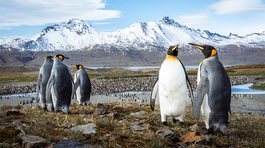 King Penguins stand on a rocky overlook in Fortuna Bay, South Georgia Islands, with a large colony and snow-covered mountains in the background.