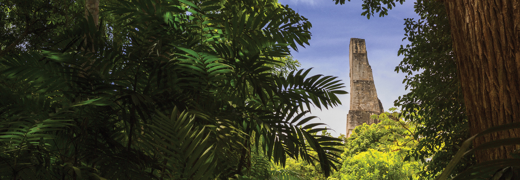 A tall stone Mayan temple ruin is seen through a clearing in the dense green jungle in Guatemala.
