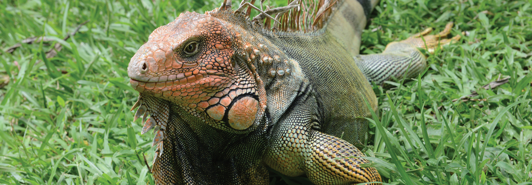 A large, colorful iguana with orange and green scales rests in the lush green grass of Costa Rica.