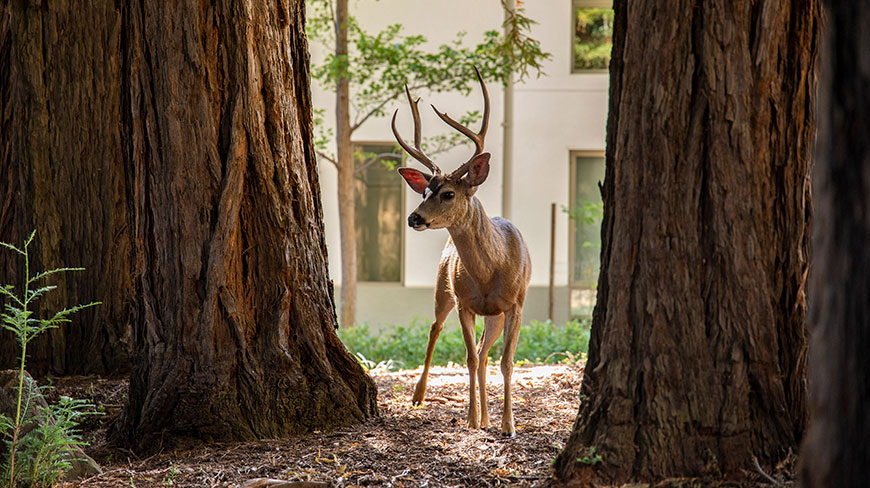 4650-US-CA-wildlife-deer-on-campus-c.jpg