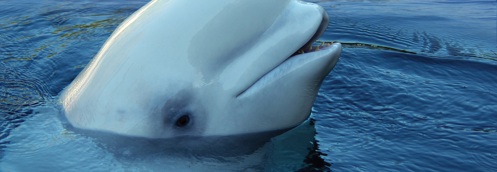 A close-up of a white beluga whale smiling as it surfaces from the blue water in Québec.