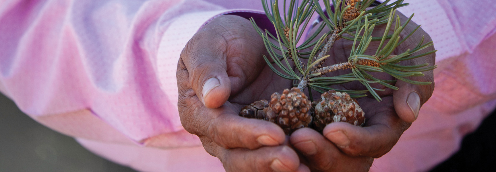 A close-up of a person's hands cupping a pine branch and pinecones in Santa Fe, New Mexico.