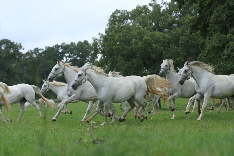 Čudoviti beli lipicanci, ki si jih lahko doživite ob ogledu kobilarne Lipica