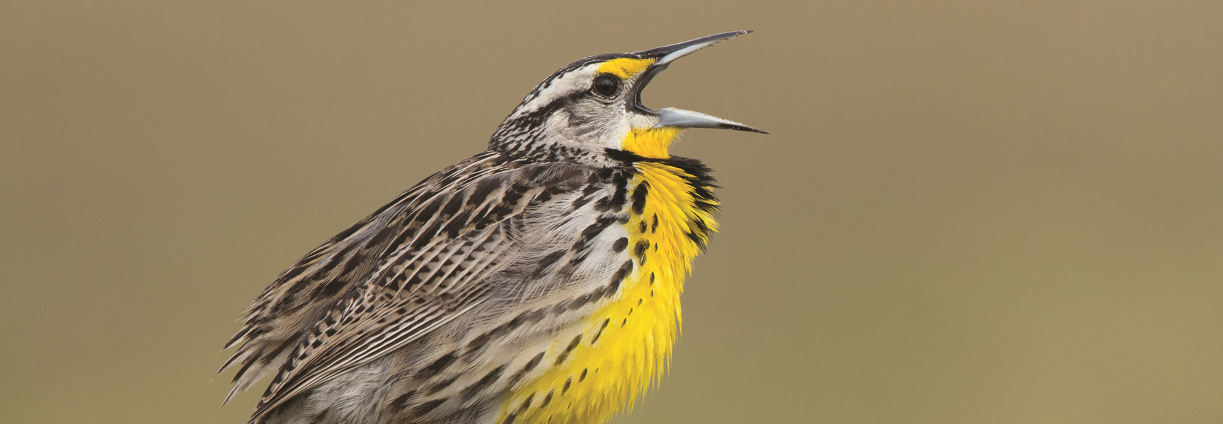 A Western Meadowlark with a vibrant yellow breast and patterned feathers sings with its beak open in Arizona.