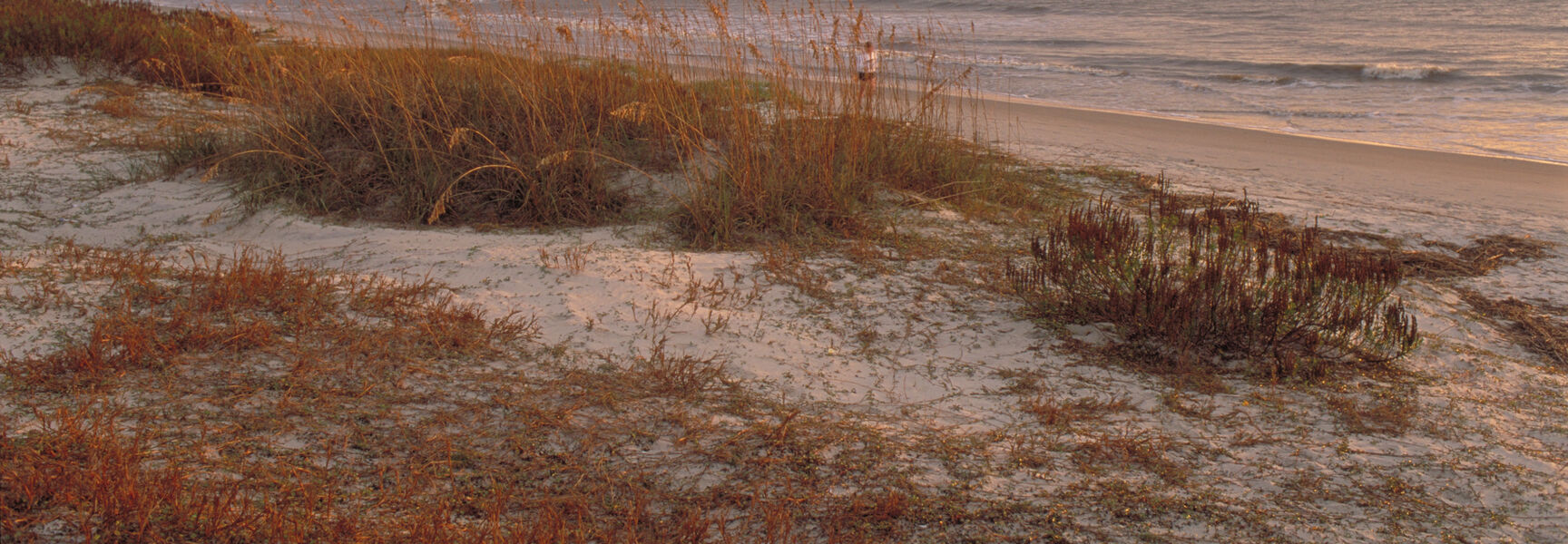 Sand dunes with sea oats on Jekyll Island, Georgia, overlooking the ocean under a soft sunset sky.