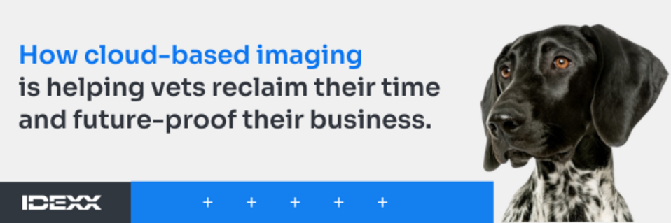 AVA Advertorial banner_Idexx.png