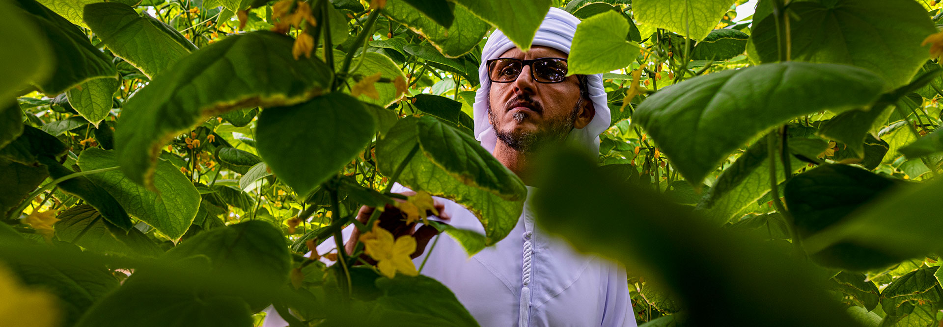 ما هي استراتيجية صافي الانبعاثات الصفري ولماذا تهمك؟ | الدار