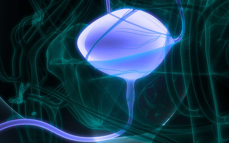 graphic image of a bladder