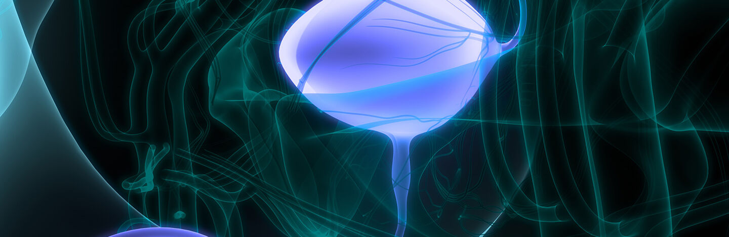 graphic image of a bladder