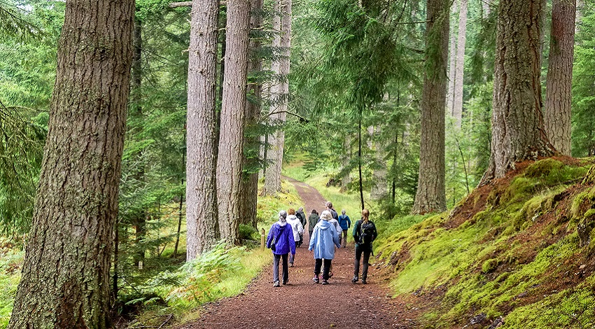 A group walking down a trail with tall trees and forest on either side