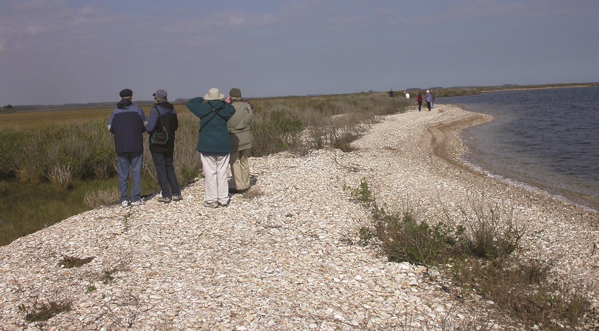 Road Scholars walking on a beach lined with white shells and grasses