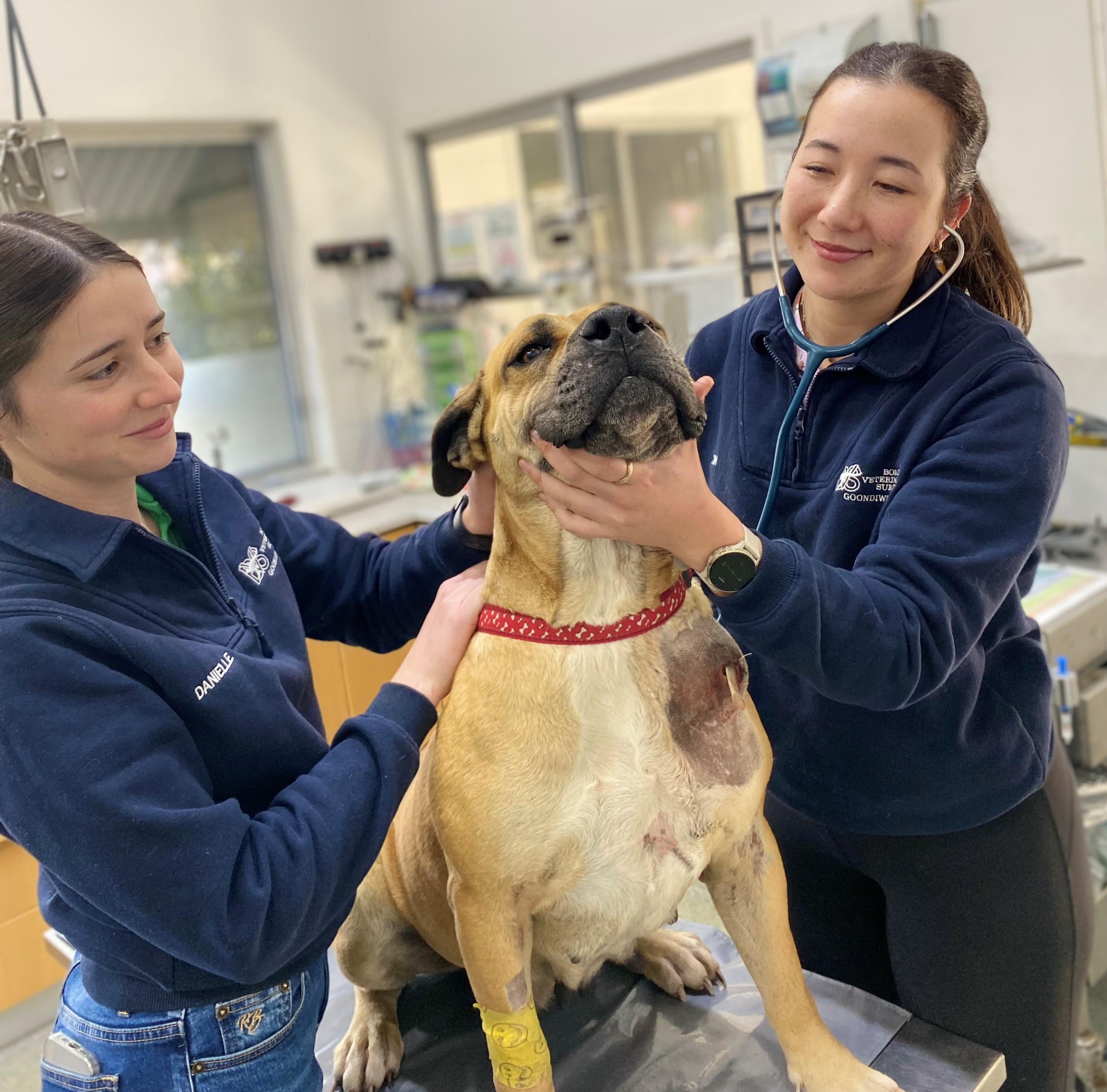 Border vets - Brucellosis dog and vets (1).jpg