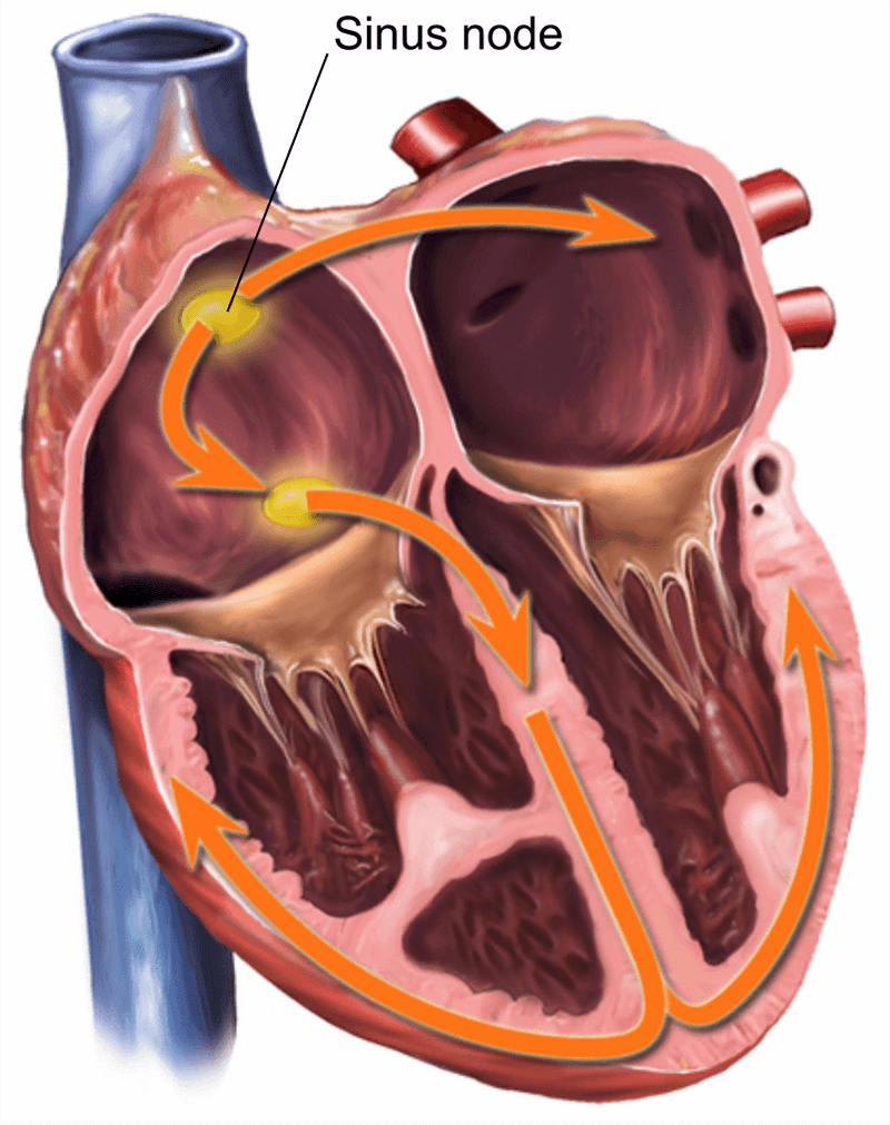 An illustration showing a normal heart rhythm