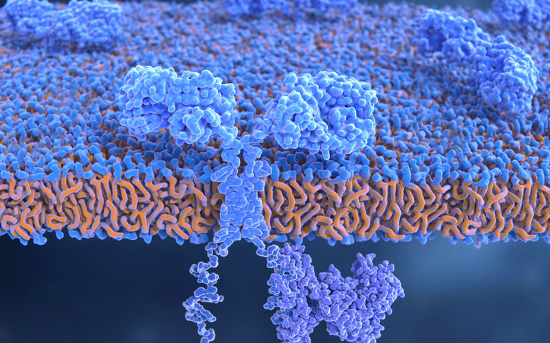 Chimeric antigen receptors on the surface of an engineered T-cell
