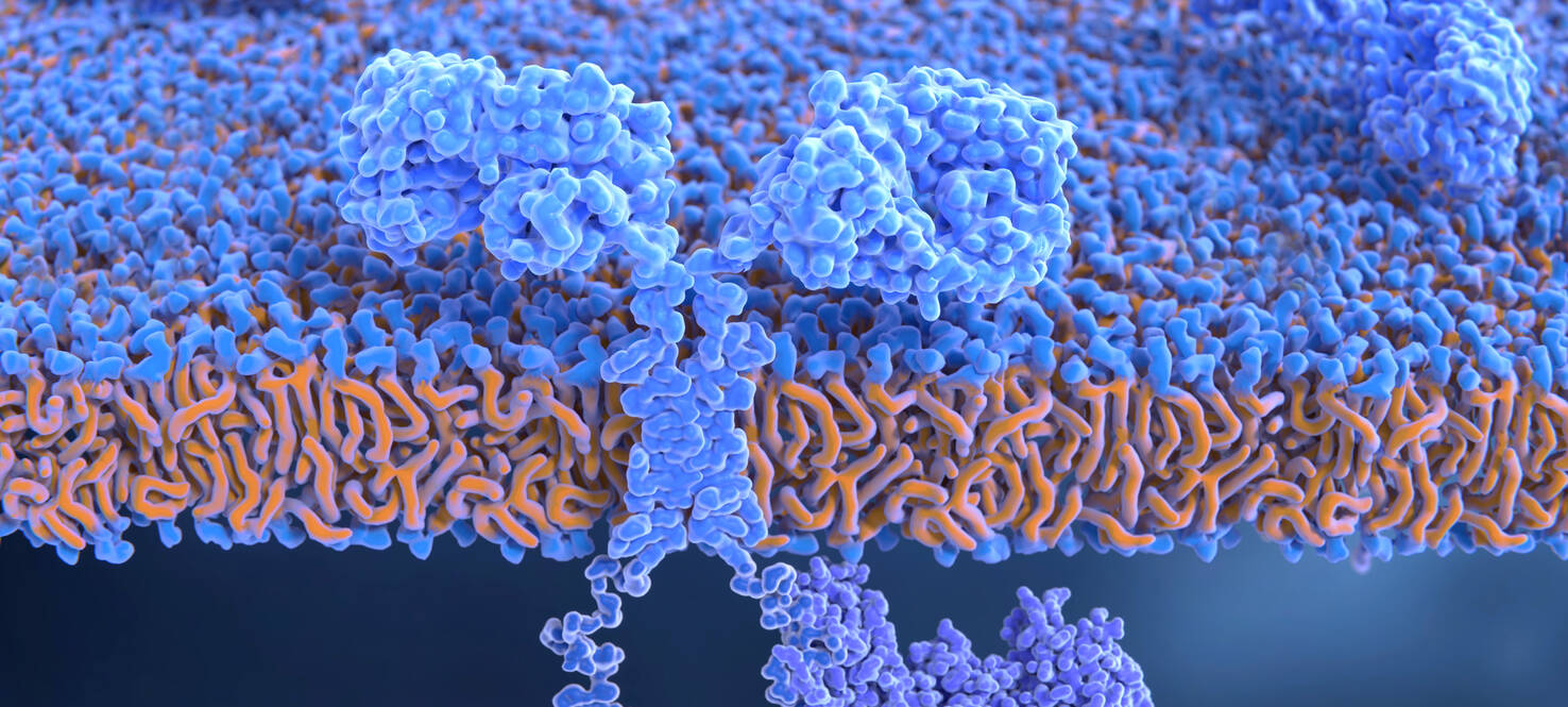 Chimeric antigen receptors on the surface of an engineered T-cell