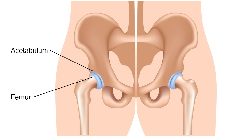 Illustration showing hip joint, ball and socket.