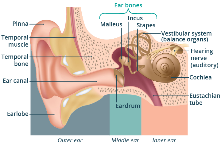 Illustration of the different parts of the ear: outer ear, middle ear and inner ear.