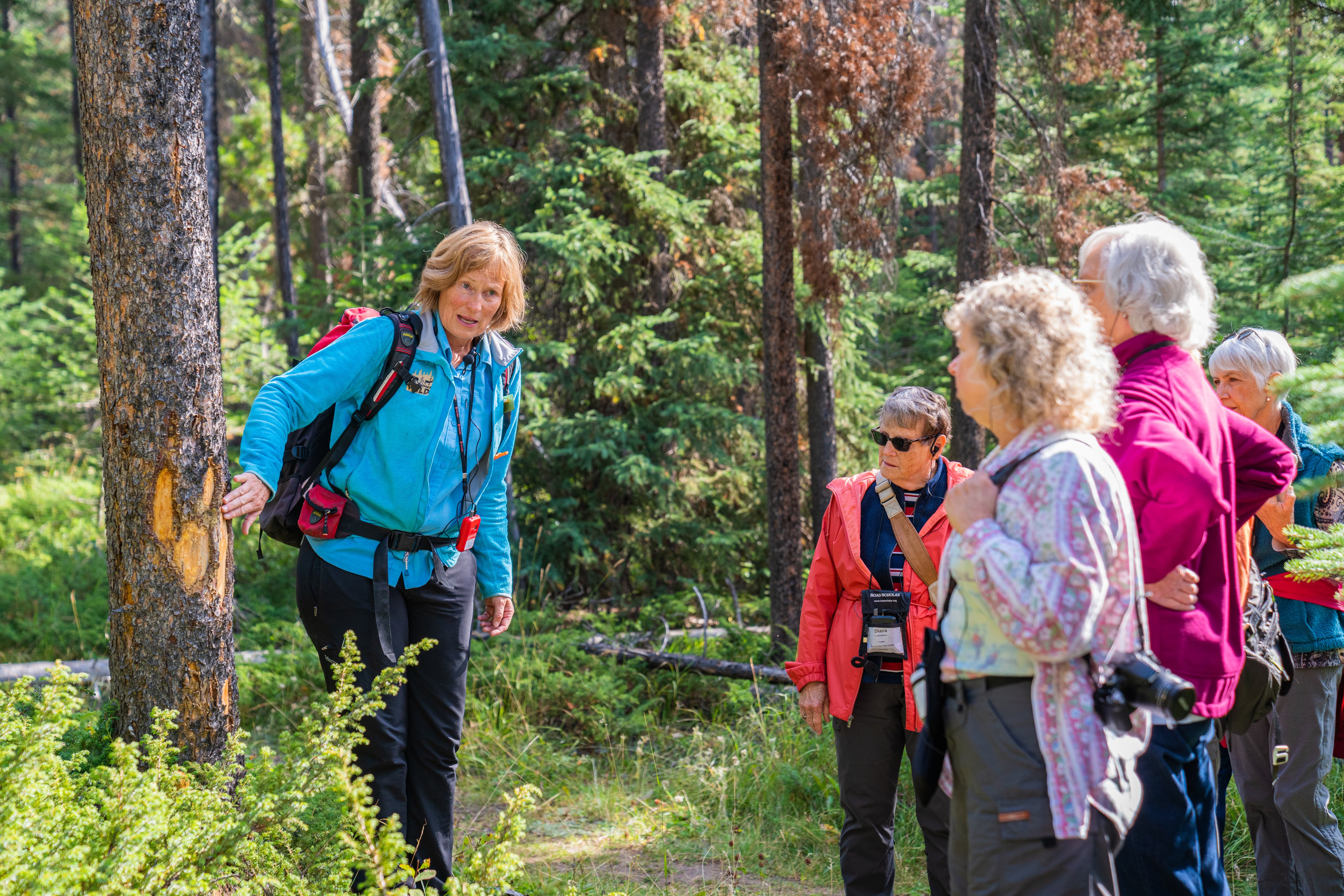 A guide in a blue jacket points to a tree trunk while leading a group of hikers in the Canadian Rockies of Jasper and Banff.