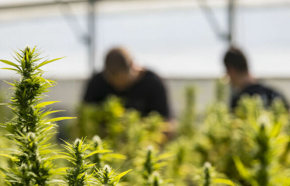 Cannabis plants in a greenhouse with workers in the background