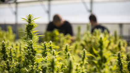 Cannabis plants in a greenhouse with workers in the background
