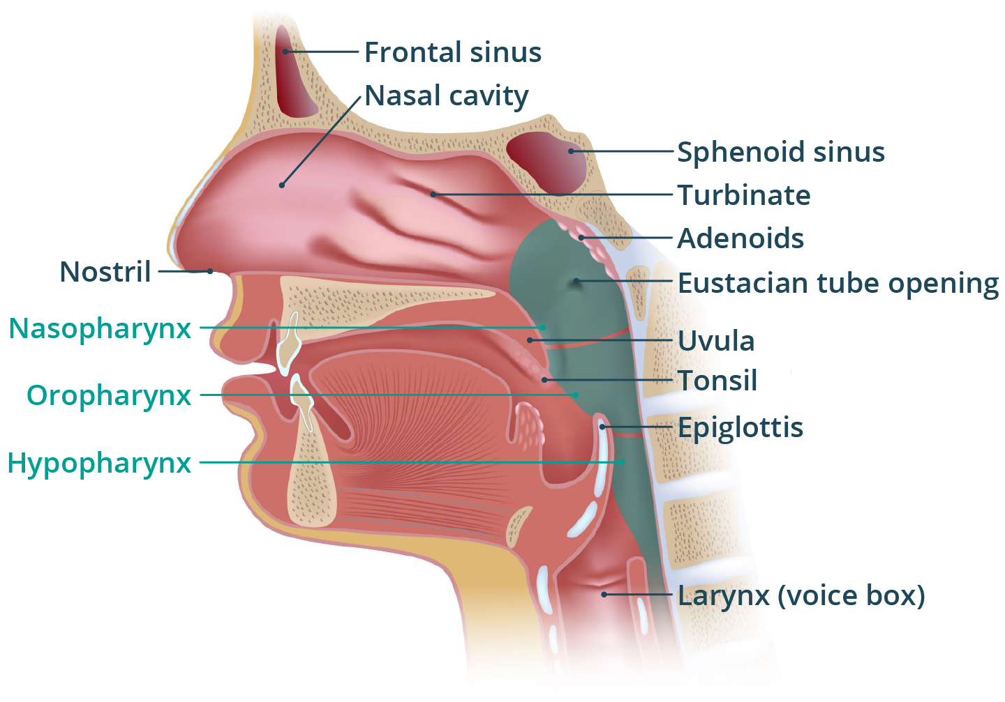 Illustration of the anatomy of the nose and throat.