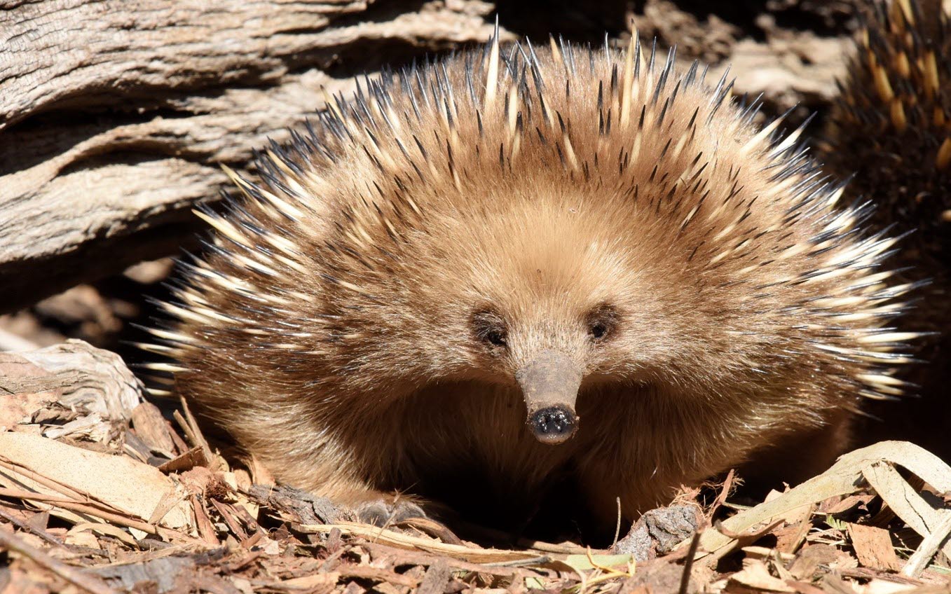 Echidna.jpg