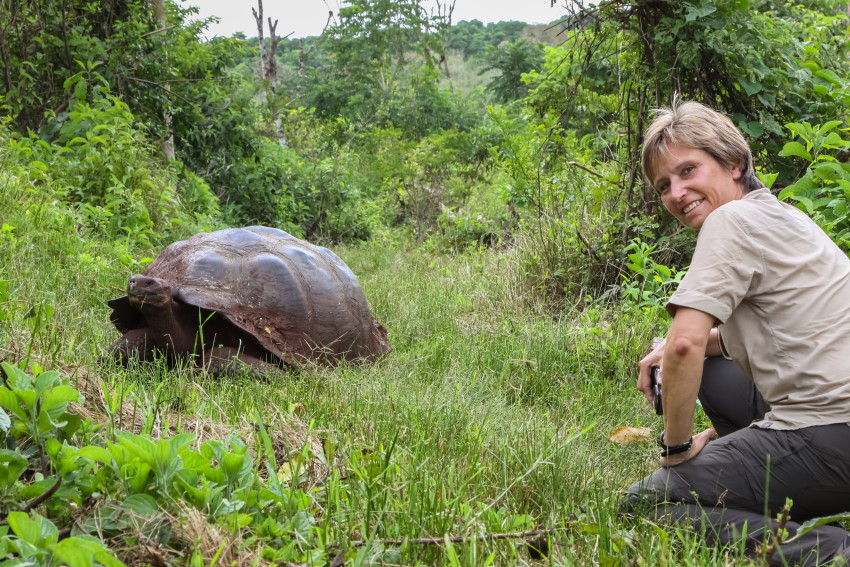 Galapagos je slaven po svojih živalskih vrstah od katerih mnoge živijo le na tem otočju. Na sliki je ena od galapaških želv.