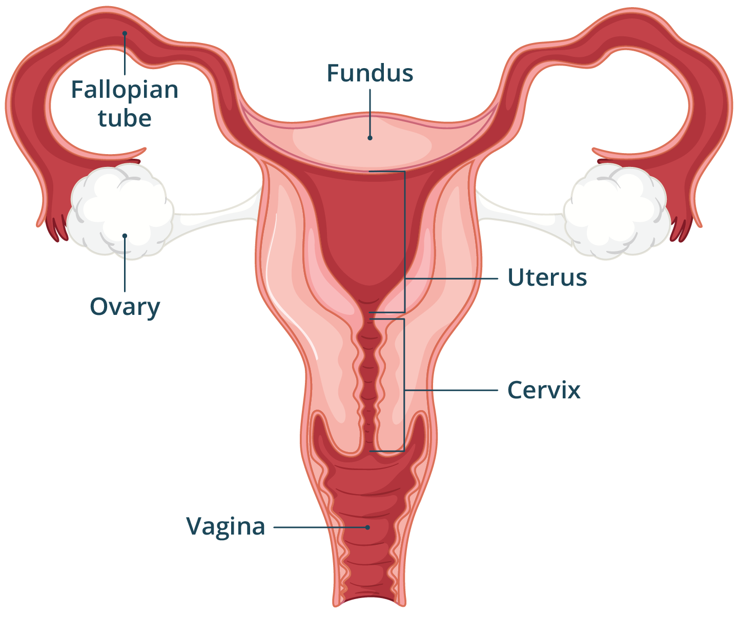 Diagram of the Female reproductive system.
