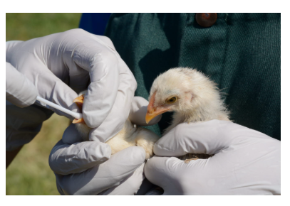 HPAI Bird Flu