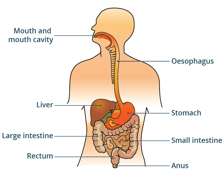 Illustration of the gastrointestinal system.