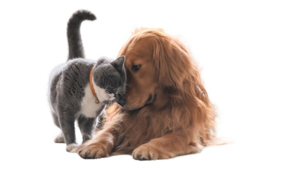 IDEXXCatandDog.jpg