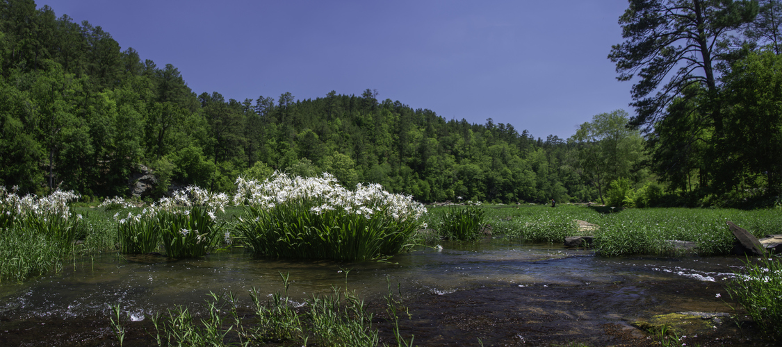 An image of the terrain in Alabama.