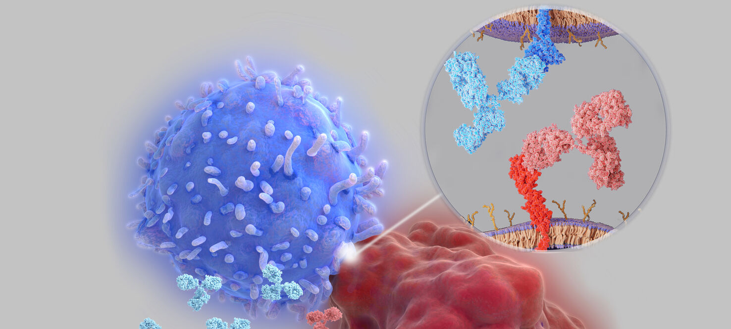 Antibodies(light blue and red) block the interaction between PD-L1 (red molecule) on the surface of a cancer cell (red)