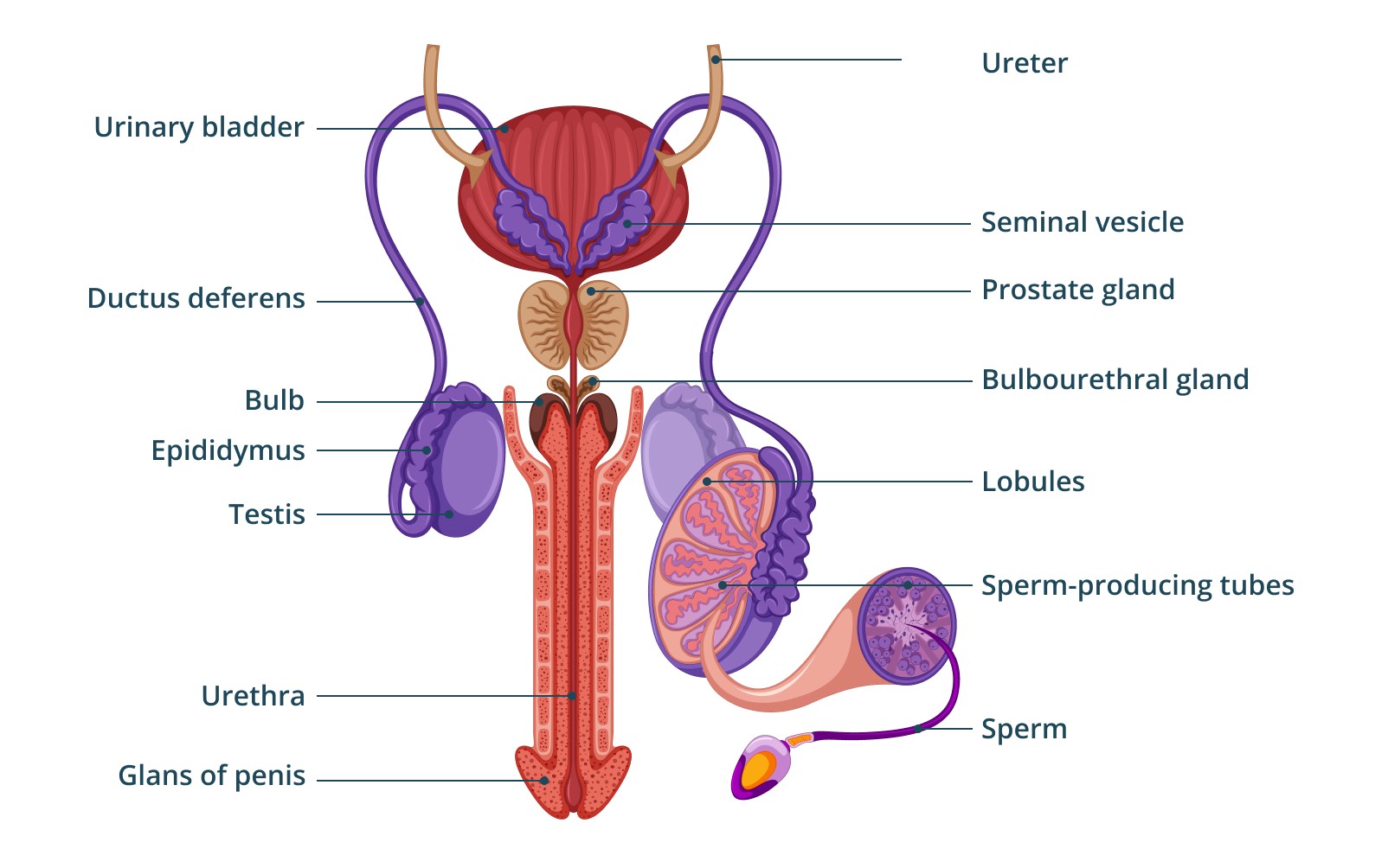 Diagram of the anatomy of the male reproductive system.