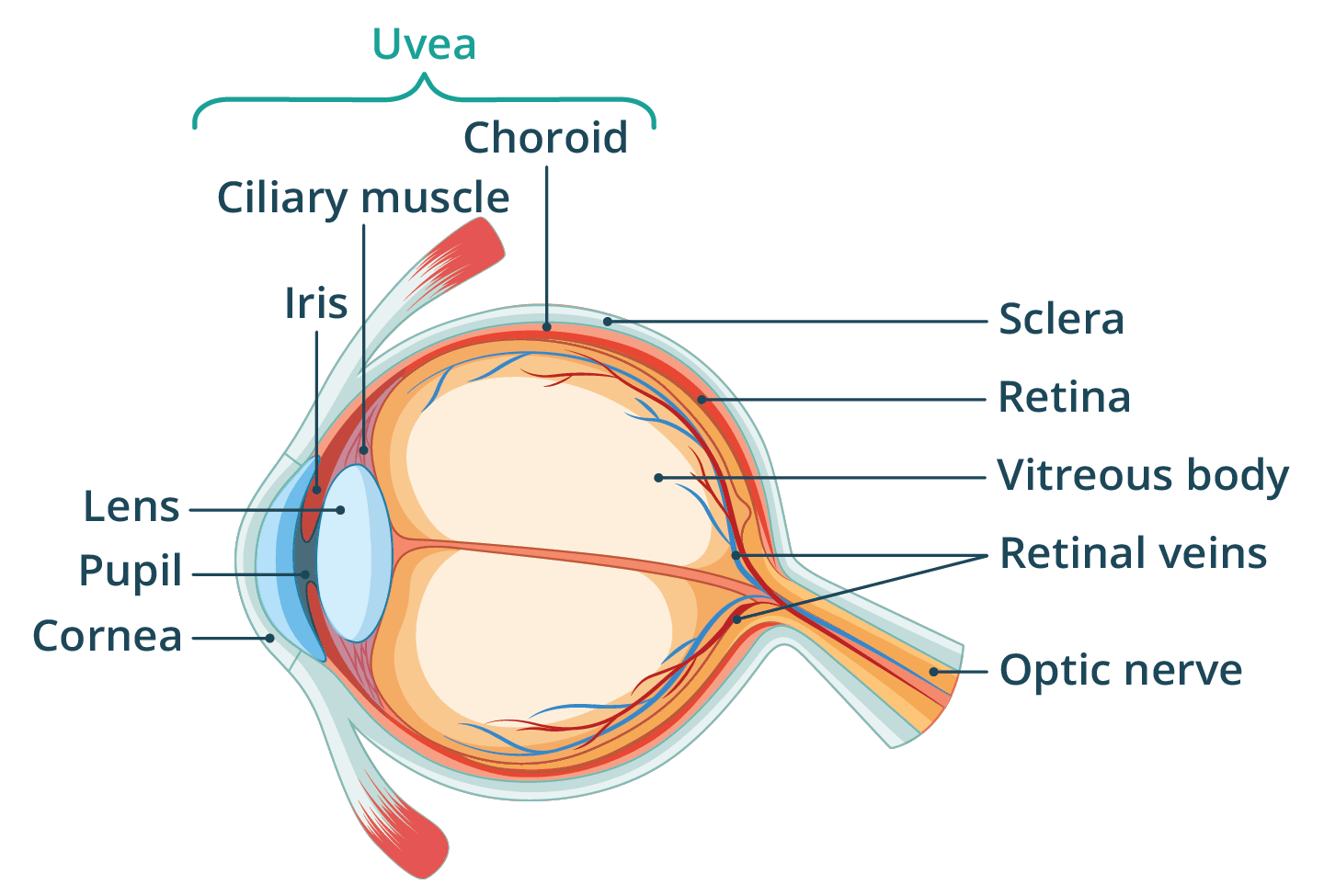 Diagram showing the structural components of the human eye, showing what parts make up the uvea; choroid, ciliary muscle and iris.