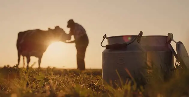 A sunset photo with a farmer and a cow in the background and two milking jugs in the foreground