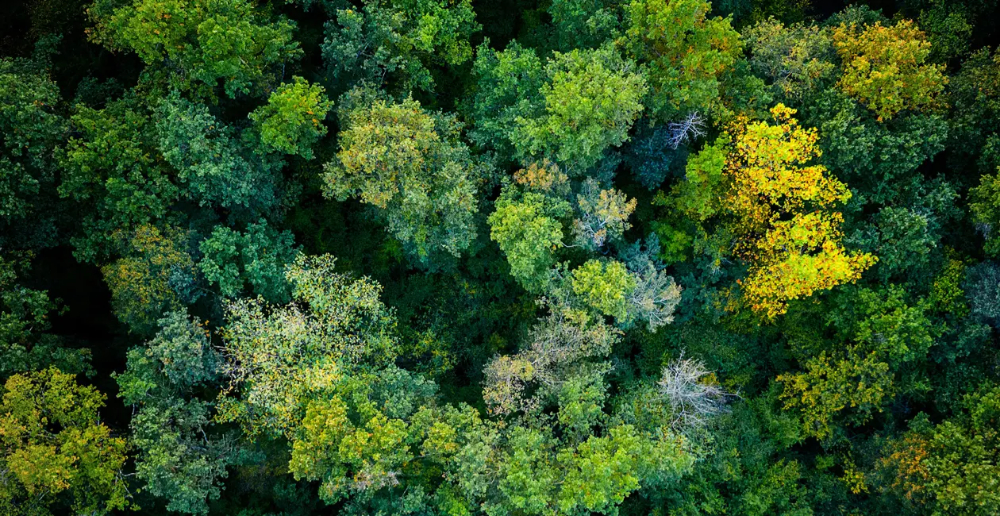 Birdseye view photo of green trees