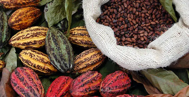 Different colours of cocoa pods on green leves with a basket of roasted cocoa nibs