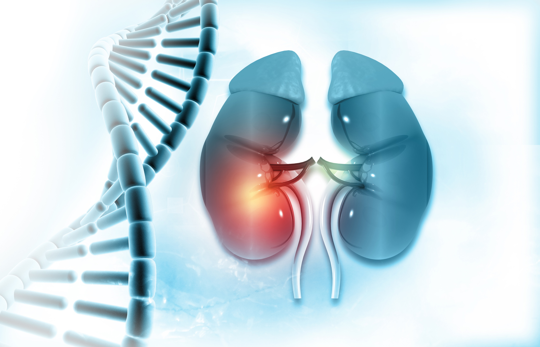 Kidney anatomy with DNA strand. 3d illustration