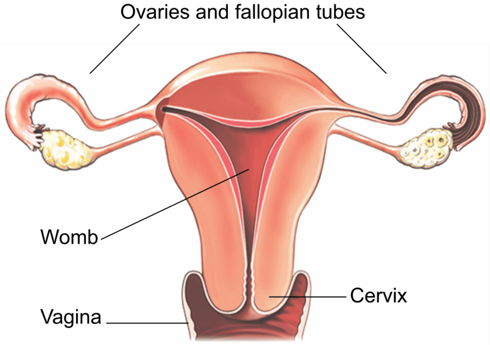 Illustration showing the womb, vagina, cervix and ovaries and fallopian tubes.
