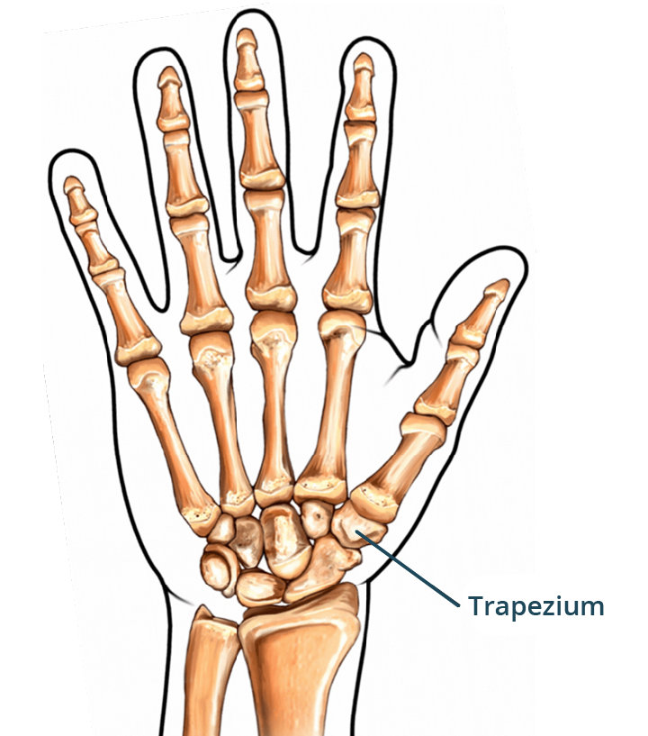 Illustration showing the trapeziometacarpal joint.
