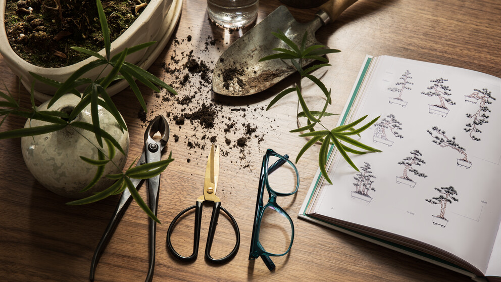 Tools and glasses of Bonsai hobbyist