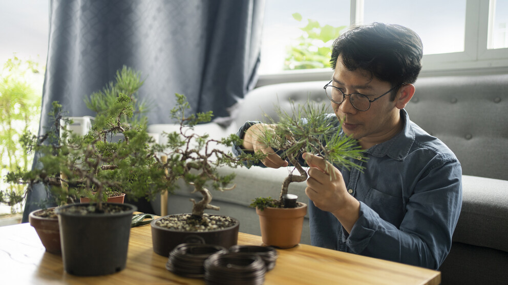 Mann mit Berufsbrille beim Fällen eines Bonsai-Baums