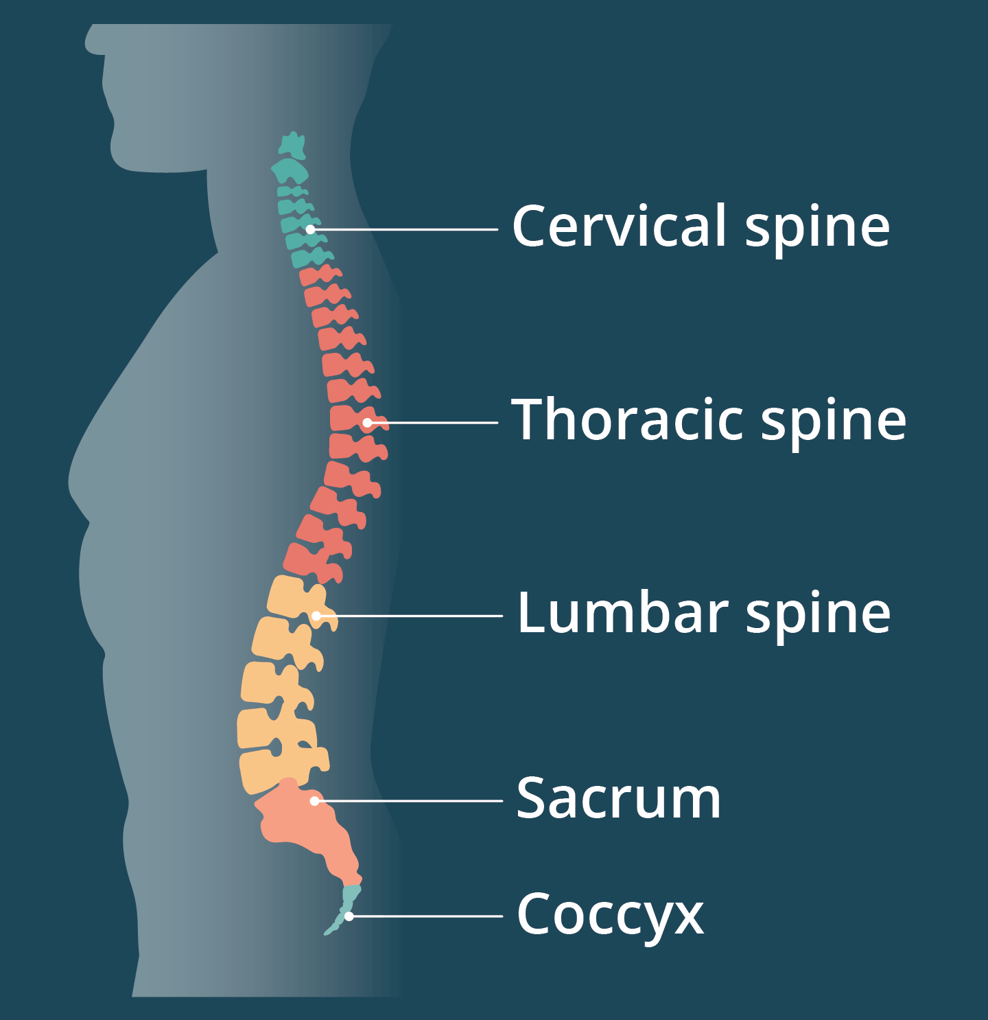 Illustration showing of the different regions of the spine; cervical, thoracic, lumbar, sacrum and coccyx.