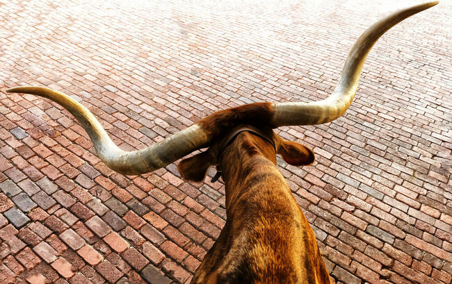 Overhead view of a Texas Longhorn