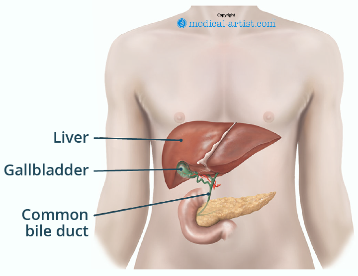 Illustration of the position of the gallbladder.